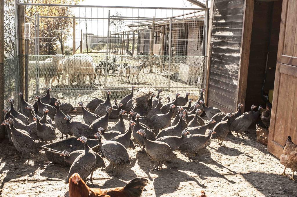 Azienda Agrituristica Alcastle Montabone エクステリア 写真