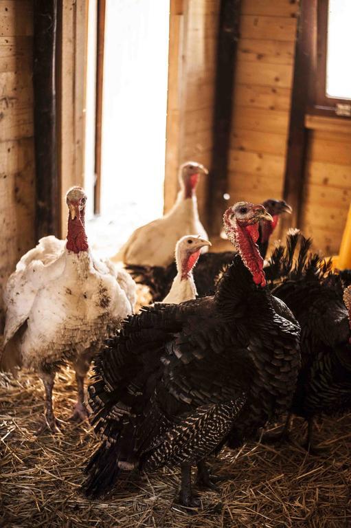 Azienda Agrituristica Alcastle Montabone エクステリア 写真