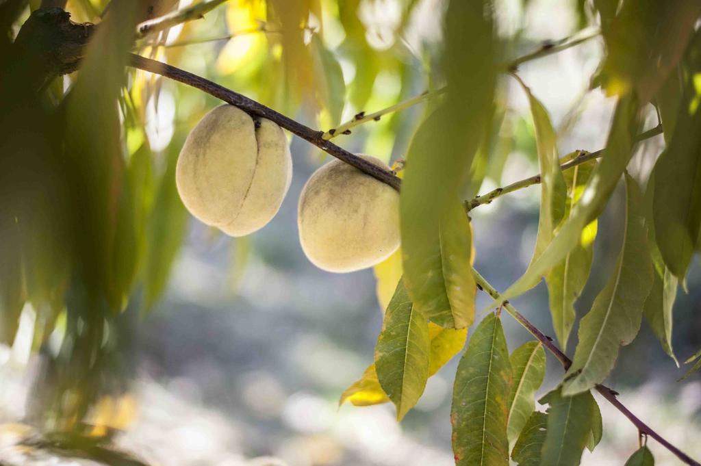 Azienda Agrituristica Alcastle Montabone エクステリア 写真