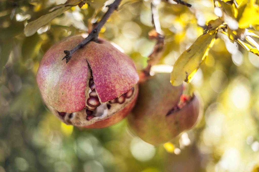 Azienda Agrituristica Alcastle Montabone エクステリア 写真