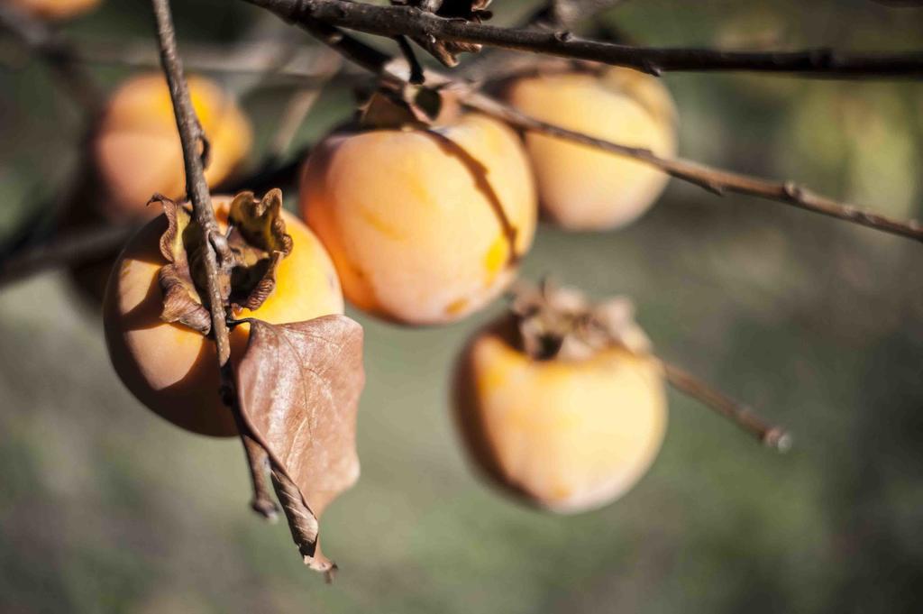 Azienda Agrituristica Alcastle Montabone エクステリア 写真