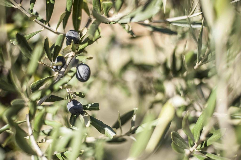 Azienda Agrituristica Alcastle Montabone エクステリア 写真