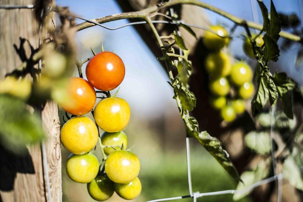 Azienda Agrituristica Alcastle Montabone エクステリア 写真
