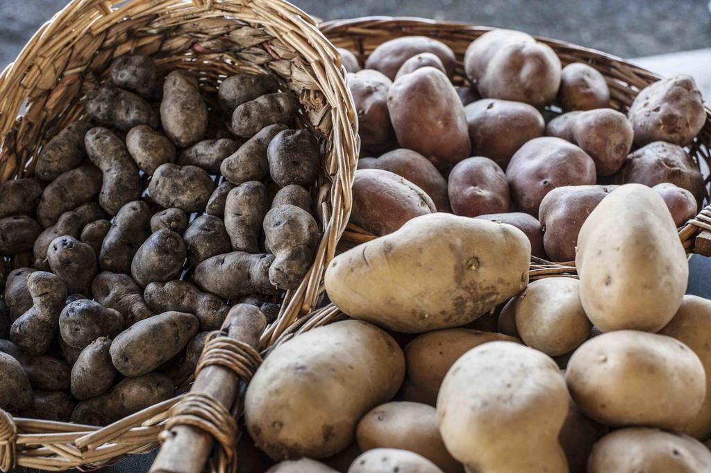 Azienda Agrituristica Alcastle Montabone エクステリア 写真