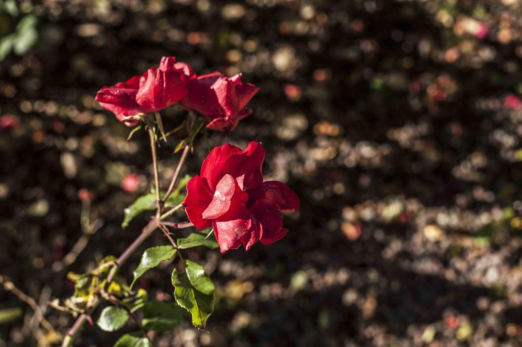 Azienda Agrituristica Alcastle Montabone エクステリア 写真